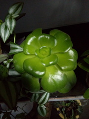 Crassulaceae
