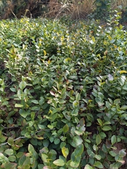 Vaccinium myrtillus