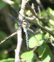Aeshna mixta