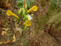 Nicotiana glauca