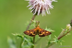 Pyrausta purpuralis