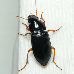 Harpalus