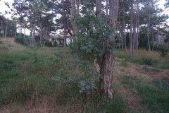 Pistacia atlantica mutica