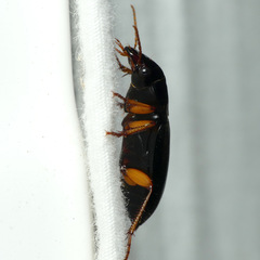 Harpalus