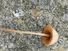 Conocybe apala