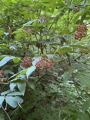 Sambucus racemosa