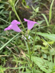 Agalinis tenuifolia
