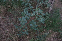 Pistacia atlantica mutica