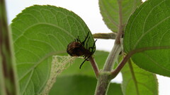 Calopteron