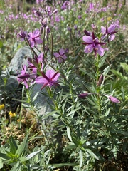 Chamaenerion fleischeri