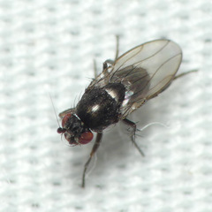 Limosininae