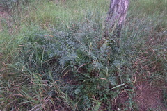 Chrysojasminum fruticans