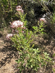 Polanisia dodecandra