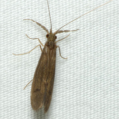 Oecetis