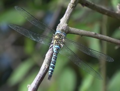 Aeshna mixta