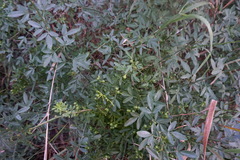 Chrysojasminum fruticans