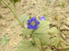 Phacelia viscida