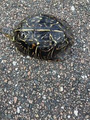 Terrapene carolina bauri