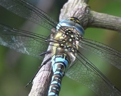 Aeshna mixta