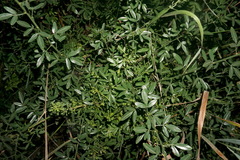 Chrysojasminum fruticans