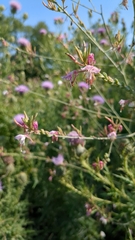 Oenothera gaura