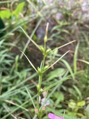 Agalinis tenuifolia