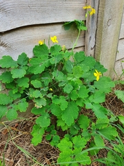 Chelidonium majus