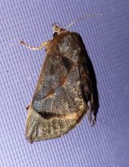 Limacodidae