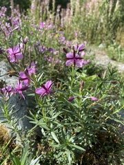 Chamaenerion fleischeri