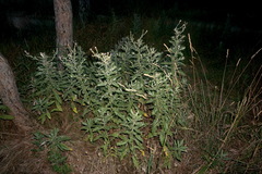 Cirsium arvense vestitum