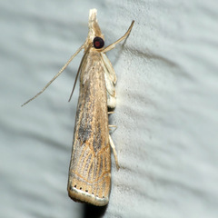 Parapediasia teterrellus