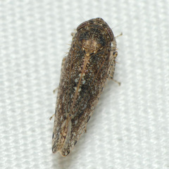 Deltocephalinae