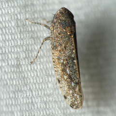 Deltocephalinae