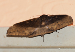 Ischyja