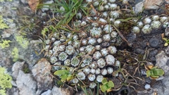 Sempervivum arachnoideum