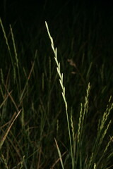 Elymus repens