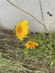 Coreopsis