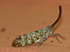 Pyrops oculatus