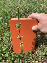 Salvia lyrata