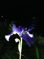 Iris tectorum