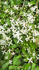 Clematis terniflora