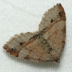 Mellilla xanthometata