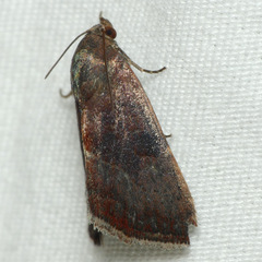Galgula partita