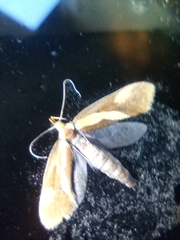 Harpella forficella