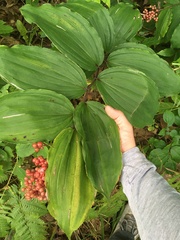 Maianthemum racemosum