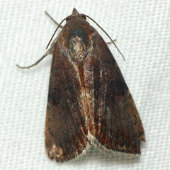 Galgula partita