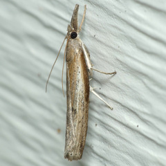 Fissicrambus mutabilis