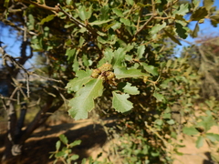 Quercus berberidifolia