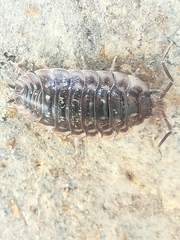 Oniscus asellus