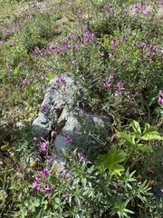 Chamaenerion fleischeri